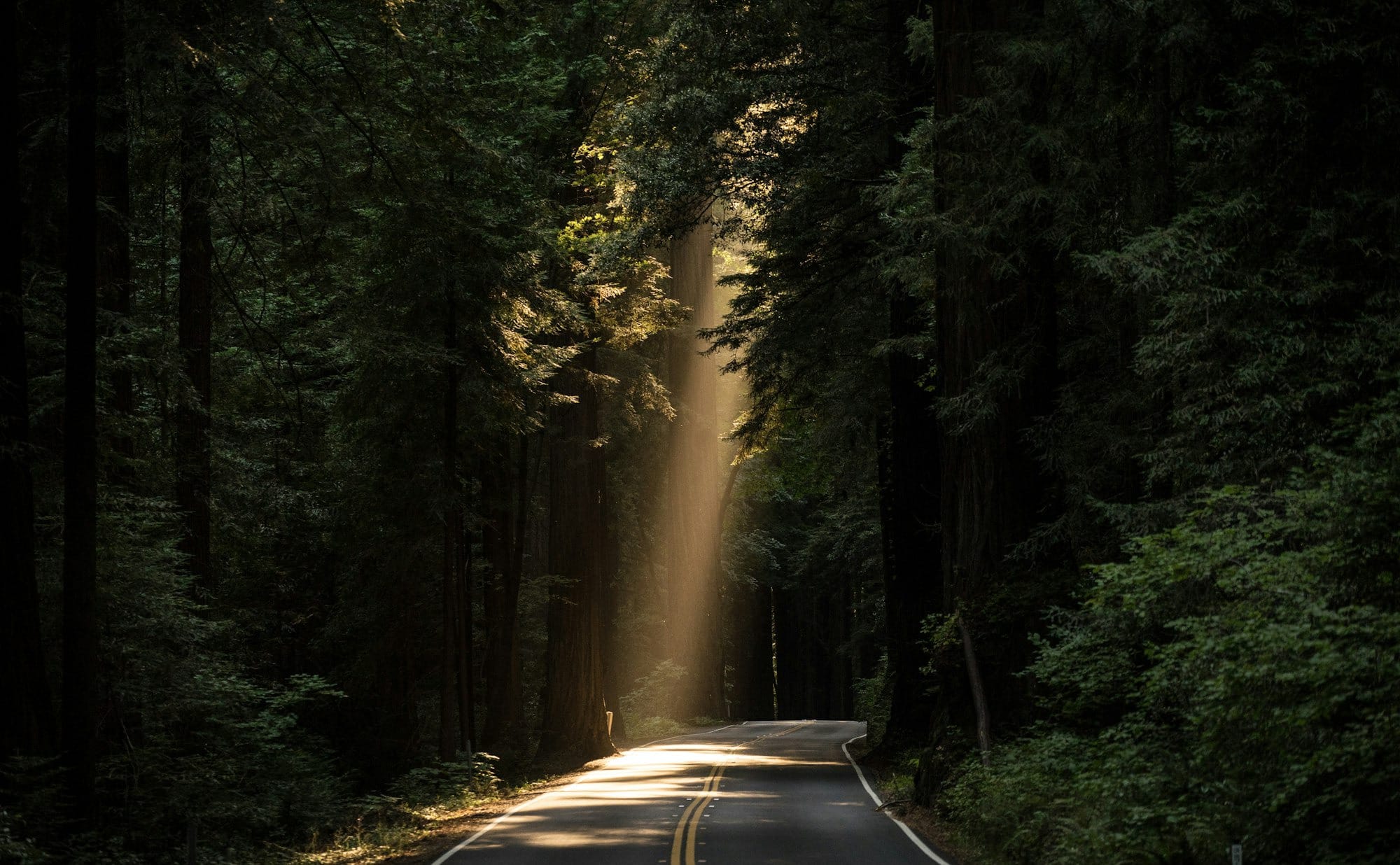 empty concrete road covered surrounded by tall tress with sun rays